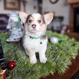 Ponderosa - Fawn female Pembroke Welsh Corgi puppy in Fortine, Montana from North Star Pembroke Welsh Corgi's