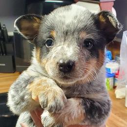 Partial full mask standard blue - Blue mottled female Australian Cattle Dog puppy in Lenoir, North Carolina from Blue Coyote Ranch