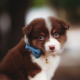 Noah - Red tri-color male Australian Shepherd puppy in Austin, Texas from Sweetwater Australian Shepherds