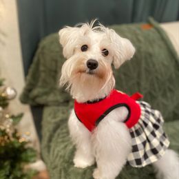 Maple - Miniature Schnauzer