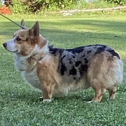 Four Leaf Farm Tucker - Blue merle and white American Corgi puppy in Coleta, Illinois from Four Leaf Farm- Vom Vierblättriges Bauernhof
