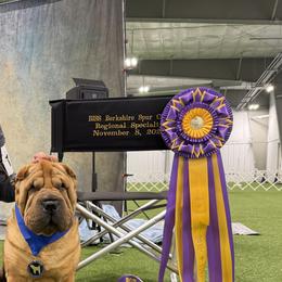 Chinese Shar-Pei, French Bulldogs, and Xoloitzcuintli from Ranch Royale