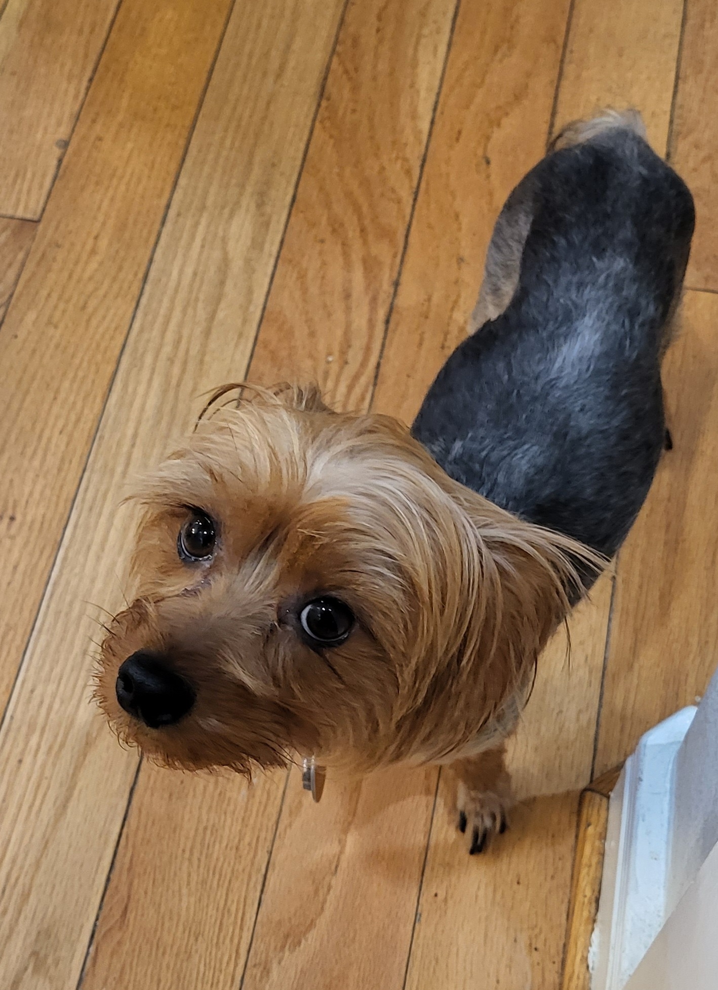 Water - Yorkshire Terrier