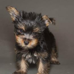 Boy 1 - Black and tan male Yorkshire Terrier puppy in San Diego, California from BC Breeders Association