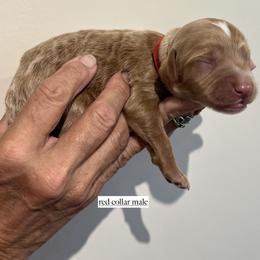 Boy 4 - male Goldendoodle puppy in Fairfield, California from Twin Sisters Doodles