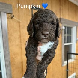 Pumpkin - Brown and white male Aussiedoodle puppy in Greensburg, Kentucky from Doodle Me Crazy