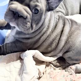 Fitzgerald - Blue male French Bulldog puppy in Deer Park, Texas from Lots of Ropes French Bulldogs
