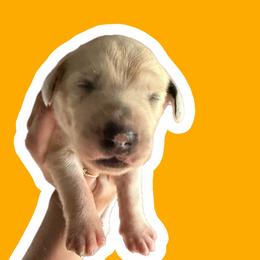 Citrine - White and black male Dalmatian puppy in Bremen, Georgia from Clark’s Dalmatians