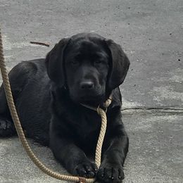 Labrador Retriever Puppies from East Coast Labradors