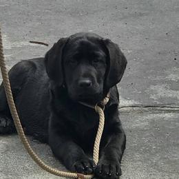 Labrador Retriever Puppies from East Coast Labradors