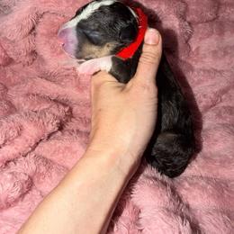 Red collar - Black tan and white male Miniature Bull Terrier puppy in Port Charlotte, Florida from Cloud Nine Ranch Bullies