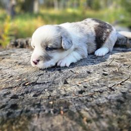 Minnie - Blue merle and white female Cardigan Welsh Corgi puppy in Rigby, Idaho from Star N Cardigan Corgis