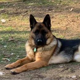 German Shepherd All Grown Up from Wind Dancer Kennels