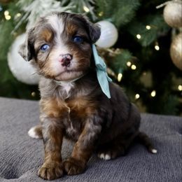 Key Lime - female Australian Mountain Doodle puppy in Murray, Utah from Sun Valley Doodles