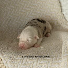 Puppy 5 White - Blue merle female Australian Shepherd puppy in Avoca, Iowa from Danker Farms