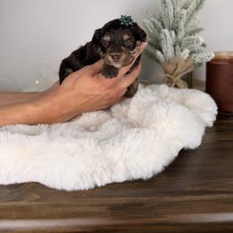 Chex - Red tri-color male Aussiedoodle puppy in Sweetwater, Florida from Sandy Snout Doodles