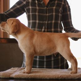 Labrador Retriever Puppies from Glory View Labradors