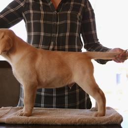 Labrador Retriever Puppies from Glory View Labradors