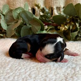 Lester - Tri-color male Bernedoodle puppy in Perrysville, Ohio from Pleasant Valley Bernedoodles