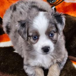Girl 1 - Blue merle female Australian Shepherd puppy in Nebraska from Our Barn Aussies