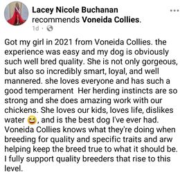 Collie Puppies from Voneida Collies