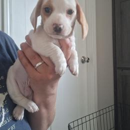 Boy 1 - Piebald male Dachshund puppy in Claremont, North Carolina from The Mini Farmhouse