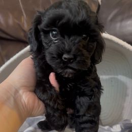 Nitro - Black male Havapoo puppy in Lake Ann, Michigan from Riyem Wildflower Farms
