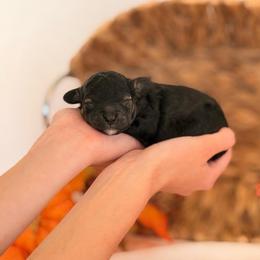 Trick - Brindle male Poodle puppy in Lavonia, Georgia from Peach Blossom Kennels