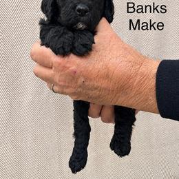 Banks - Black male Poodle puppy in Woodleaf, North Carolina from Circle T Ranch K9s