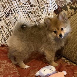 Harmony - Orange sable female Pomeranian puppy in Mc Allen, Texas from House of Symphony