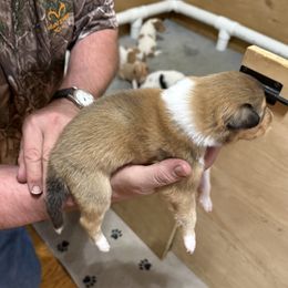 Girl 5 - female Collie puppy in Lonoke, Arkansas from Colley Collies