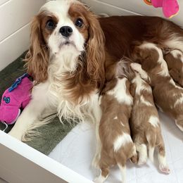 Cavalier King Charles Spaniel Puppies from Bella Fleur Cavaliers