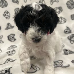 Pink Collar - Black and white female Sheepadoodle puppy in Hudson, Florida from Tampa Sheepadoodles
