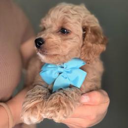 Rocky - Apricot male Goldendoodle puppy in Sacramento, California from GoldenDoodle Love