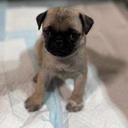 Michael - Fawn male Pug puppy in Damascus, Maryland from Elly & Junior’s Legacy