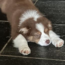 Australian Shepherd Puppies from Lovable Little Aussies