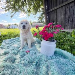 Bowser - Light golden male Golden Retriever puppy in Paris, Texas from Paris Golden Puppies