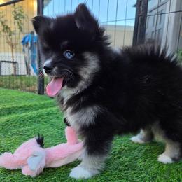 Oakley - Black and white female Pomsky puppy in La/Oc, California from SoCal Pomskies LLC