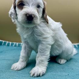 Daiquiri - Parti female Goldendoodle puppy in Hendersonville, North Carolina from Kim's Cove