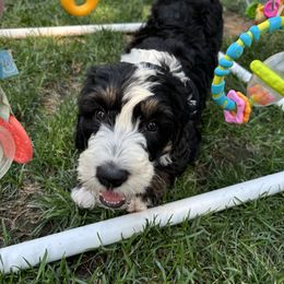 Bernedoodle Puppies from California Mountain Doodles