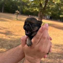 Jude - Belge male Brussels Griffon puppy in Oklahoma from Lavish Griffons