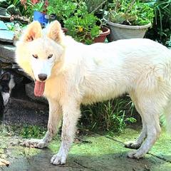 Native American Indian Dog Puppies from Night Eyes Native American Indian Dogs