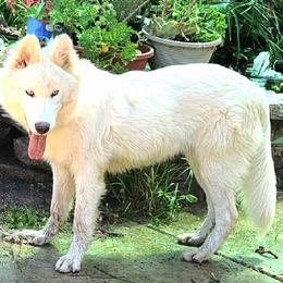 Native American Indian Dog Puppies from Night Eyes Native American Indian Dogs