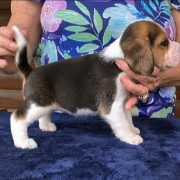Scottie Jane - Black tan and white female Beagle puppy in Jerome, Missouri from Beam's Beagles