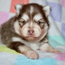 Robin - Chocolate female Pomsky puppy in Centerville, Iowa from LJ Kennels Pomskies, LLC