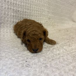 Pekingese and Poodle Puppies from Dogs lovers