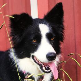 Angel - Border Collie