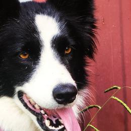 Angel - Border Collie