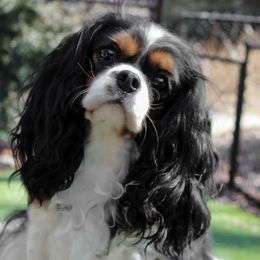 Sophia - Cavalier King Charles Spaniel