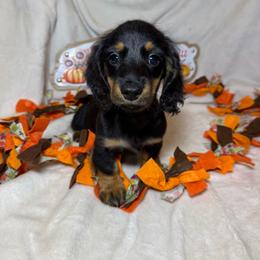 Bluff - Black and tan male Dachshund puppy in Denham Springs, Louisiana from StoneWall Dachshunds